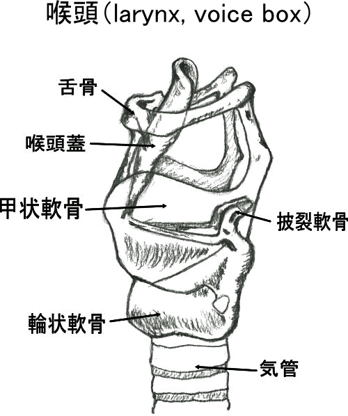 喉頭（larynx）